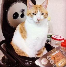 娱乐吃瓜菌猫猫