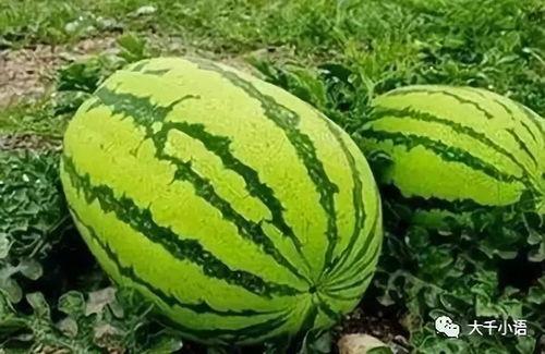 每日吃瓜大赛入口汇聚地,汇聚地揭秘，瓜界风云再起