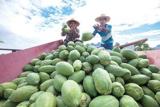 每日吃瓜大赛入口汇聚地,汇聚地揭秘，瓜界风云再起
